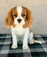 AKC Kai , a male Cavalier King Charles Spaniel for sale in Casa Grande, AZ – Photo 1 of 8