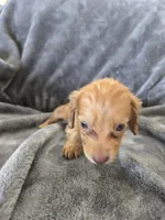 AKC Red Female, TEXT 520-254-7407, a female Dachshund for sale in Casa Grande, AZ – 7 of 10