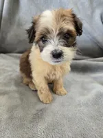 AKC Skye's Boy 1, TEXT 520-254-7407 , a male Havanese for sale in Casa Grande, AZ – 2 of 10
