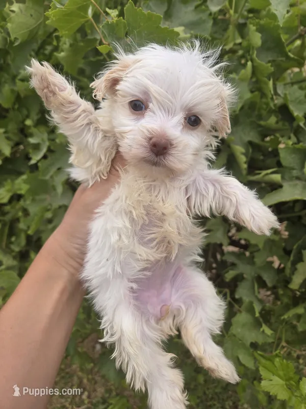 Lucy's Purebred Girl – Havanese puppy for sale in Casa Grande, AZ
