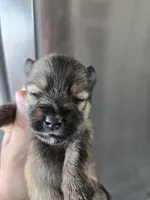AKC Parents - Yorkie/Pomeranian Mix - TEXT 520-254-7407 , a female Pomeranian and Yorkshire Terrier for sale in Casa Grande, AZ – 2 of 9