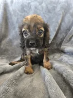 AKC Sable Girl, TEXT 520-254-7407, a female Cocker Spaniel for sale in Casa Grande, AZ – 5 of 9