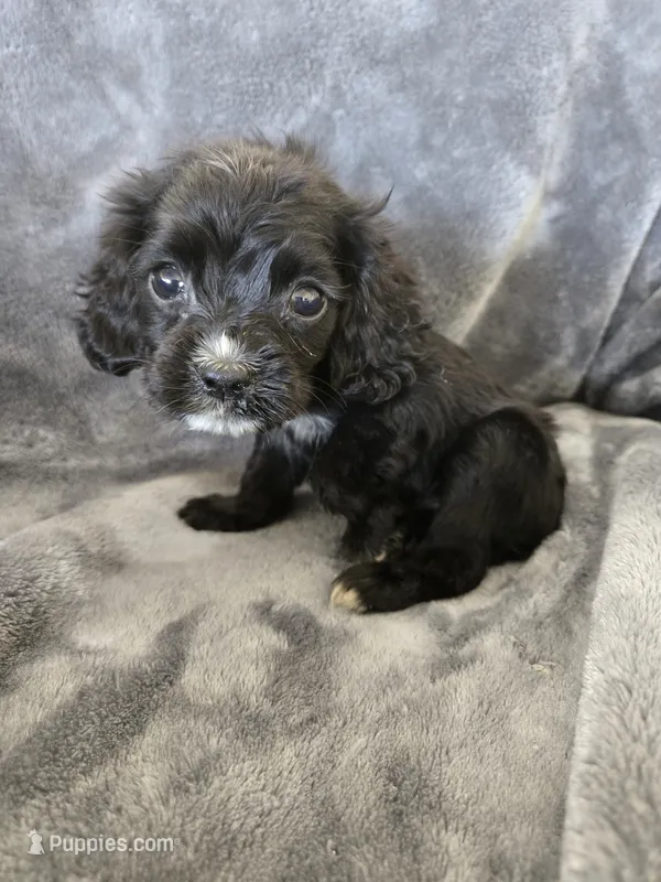 AKC Dora's Black Girl, White Nose, TEXT 520-254-7407 – Cocker Spaniel puppy for sale in Casa Grande, AZ