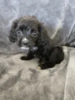 AKC Dora's Black Girl, White Nose, TEXT 520-254-7407, a female Cocker Spaniel for sale in Casa Grande, AZ – 1 of 10
