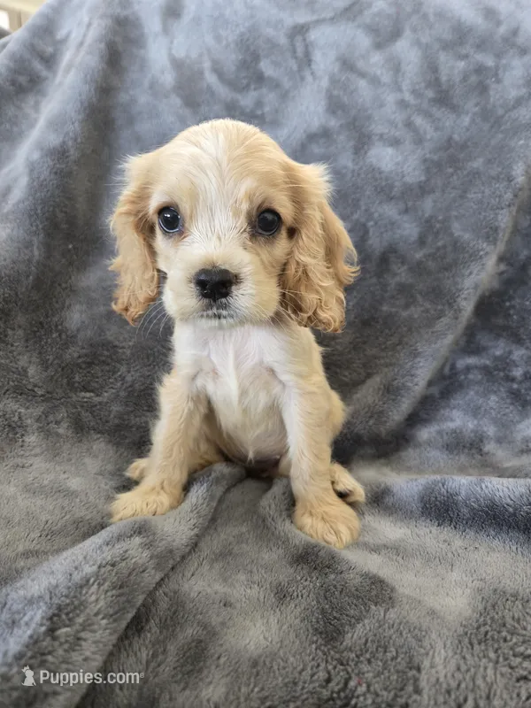 AKC Dora's Buff Girl, TEXT 520-254-7407 – Cocker Spaniel puppy for sale in Casa Grande, AZ