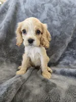 AKC Dora's Buff Girl, TEXT 520-254-7407, a female Cocker Spaniel for sale in Casa Grande, AZ – 1 of 10