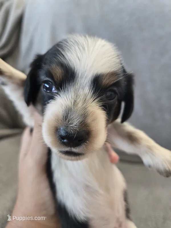 AKC Long Hair Boy - TEXT 520-254-7407  – Dachshund puppy for sale in Casa Grande, AZ