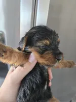 AKC Female - TEXT 520-254-7407 , a female Yorkshire Terrier for sale in Casa Grande, AZ – 6 of 9