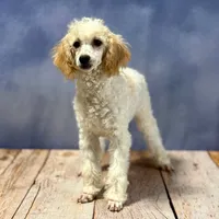 AKC Susie's Girl Ready Now!, a female Poodle - Miniature  for sale in Casa Grande, AZ – Photo 8 of 10