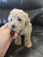 AKC Susie's Girl Ready Now!, a female Poodle - Miniature  for sale in Casa Grande, AZ – Photo 1 of 10