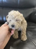 AKC Susie's Girl Ready Now!, a female Poodle - Miniature  for sale in Casa Grande, AZ – Photo 5 of 10