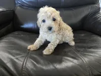 AKC Susie's Girl Ready Now!, a female Poodle - Miniature  for sale in Casa Grande, AZ – Photo 2 of 10