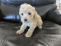 AKC Susie's Girl Ready Now!, a female Poodle - Miniature  for sale in Casa Grande, AZ – Photo 3 of 10