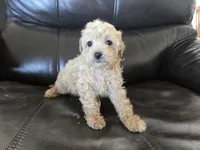 AKC Susie's Girl Ready Now!, a female Poodle - Miniature  for sale in Casa Grande, AZ – Photo 4 of 10