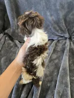 AKC Parti Girl 2, TEXT 520-254-7407, a female Havanese for sale in Casa Grande, AZ – 8 of 10