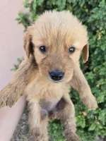 AKC Chloe's Girl, a female Golden Retriever for sale in Casa Grande, AZ – 2 of 5