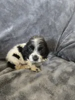AKC Male, Text 520-254-7407 , a male Cocker Spaniel for sale in Casa Grande, AZ – 2 of 9