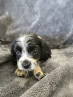 AKC Male, Text 520-254-7407 , a male Cocker Spaniel for sale in Casa Grande, AZ – 6 of 9