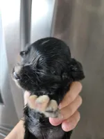 AKC Dora's Black Girl, a male Cocker Spaniel for sale in Casa Grande, AZ – 4 of 9