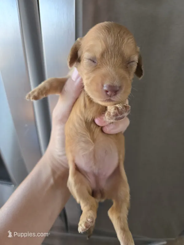 AKC Female – Dachshund puppy for sale in Casa Grande, AZ