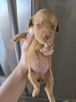 AKC Female, a female Dachshund for sale in Casa Grande, AZ – 1 of 6