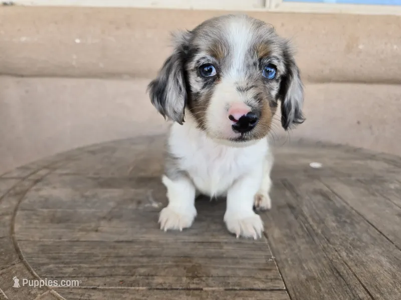AKC Brittney's Boy – Dachshund puppy for sale in Casa Grande, AZ