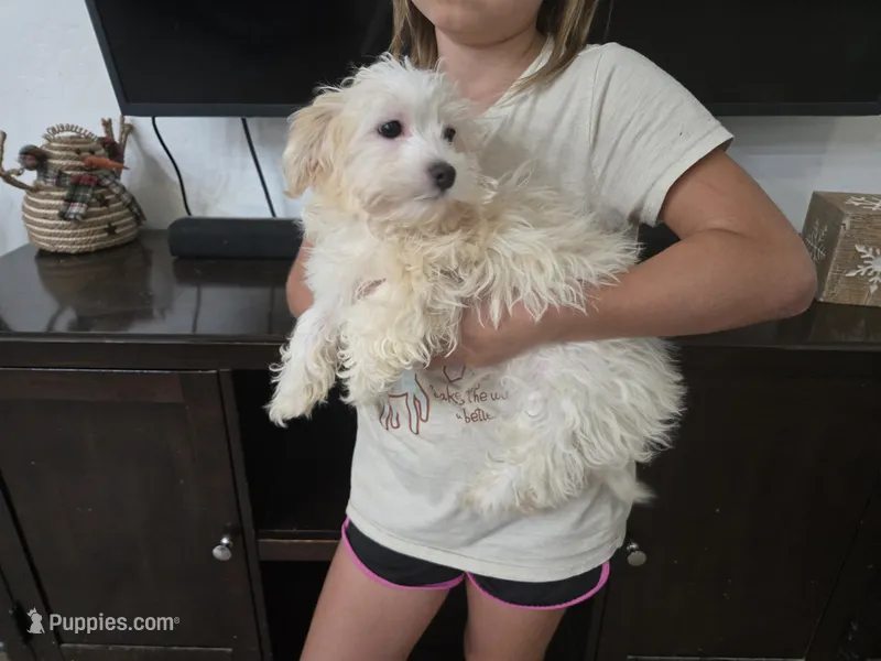 AKC Scott - Ready Now!