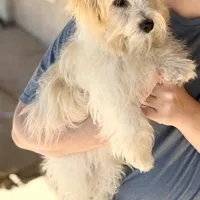 AKC Scott - Ready Now!, a male Havanese for sale in Casa Grande, AZ – Photo 4 of 6