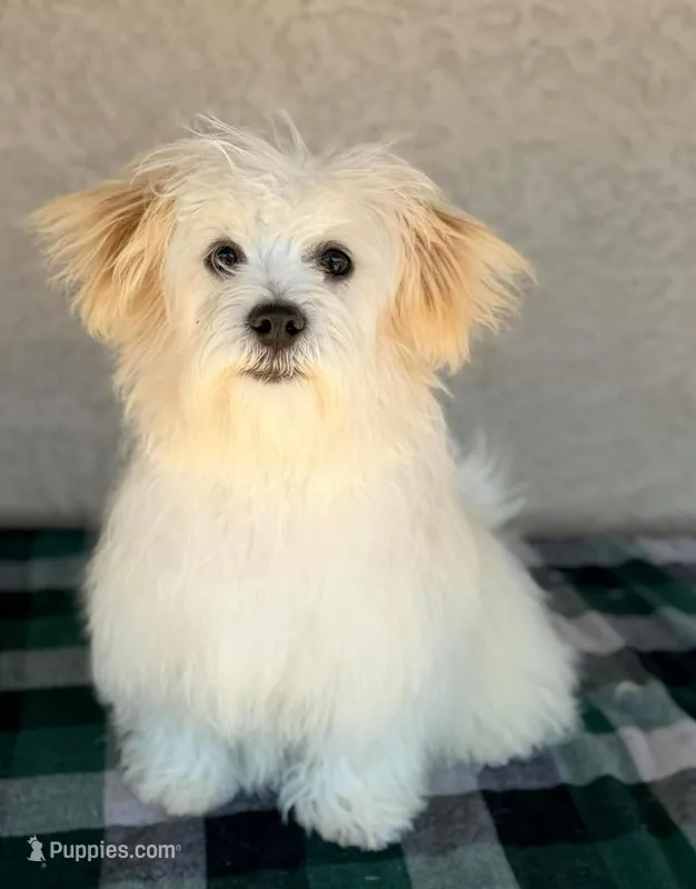 AKC Scott - Ready Now!