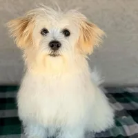 AKC Scott - Ready Now!, a male Havanese for sale in Casa Grande, AZ – Photo 1 of 6