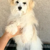 AKC Scott - Ready Now!, a male Havanese for sale in Casa Grande, AZ – Photo 2 of 6