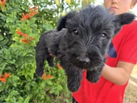 AKC Girl, a female Scottish Terrier for sale in Casa Grande, AZ – 2 of 6