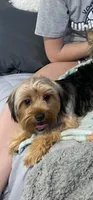 AKC Male - TEXT 520-254-7407 , a male Yorkshire Terrier for sale in Casa Grande, AZ – 9 of 10