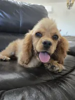 AKC Katelyn's Darker Buff Girl, a female Cocker Spaniel for sale in Casa Grande, AZ – 6 of 10