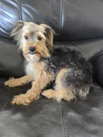 AKC Male $1000 TEXT 520-254-7407 , a male Yorkshire Terrier for sale in Casa Grande, AZ – 3 of 8