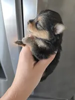 AKC Parents - Yorkie/Pomeranian Mix - TEXT 520-254-7407 , a male Pomeranian and Yorkshire Terrier for sale in Casa Grande, AZ – 8 of 10