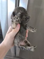 AKC Male, a male Dachshund for sale in Casa Grande, AZ – 3 of 8