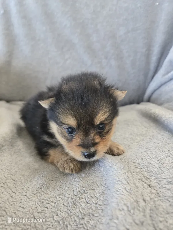 AKC Parents - Yorkie/Pomeranian Mix - TEXT 520-254-7407  – Pomeranian, Yorkshire Terrier puppy for sale in Casa Grande, AZ