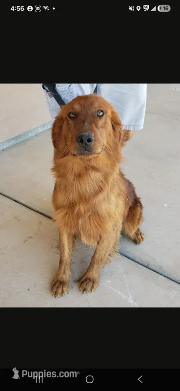 AKC Chloe's Girl - Text 520-254-7407  – Golden Retriever puppy for sale in Casa Grande, AZ