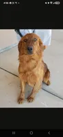 AKC Chloe's Girl - Text 520-254-7407 , a male Golden Retriever for sale in Casa Grande, AZ – 1 of 8
