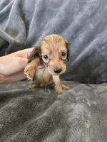 AKC Sable Male, TEXT 520-254-7407, a male Dachshund for sale in Casa Grande, AZ – 1 of 10