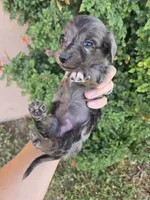 AKC Brittney's Dapple Girl, a female Dachshund for sale in Casa Grande, AZ – Photo 6 of 10