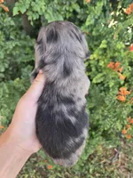 AKC Brittney's Dapple Girl, a female Dachshund for sale in Casa Grande, AZ – Photo 9 of 10