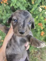 AKC Brittney's Dapple Girl, a female Dachshund for sale in Casa Grande, AZ – Photo 5 of 10