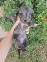 AKC Brittney's Dapple Girl, a female Dachshund for sale in Casa Grande, AZ – Photo 3 of 10