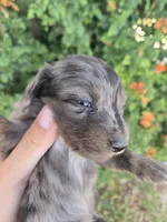 AKC Brittney's Dapple Girl, a female Dachshund for sale in Casa Grande, AZ – Photo 7 of 10