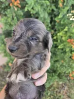 AKC Brittney's Dapple Girl, a female Dachshund for sale in Casa Grande, AZ – Photo 2 of 10