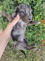AKC Brittney's Dapple Girl, a female Dachshund for sale in Casa Grande, AZ – Photo 4 of 10
