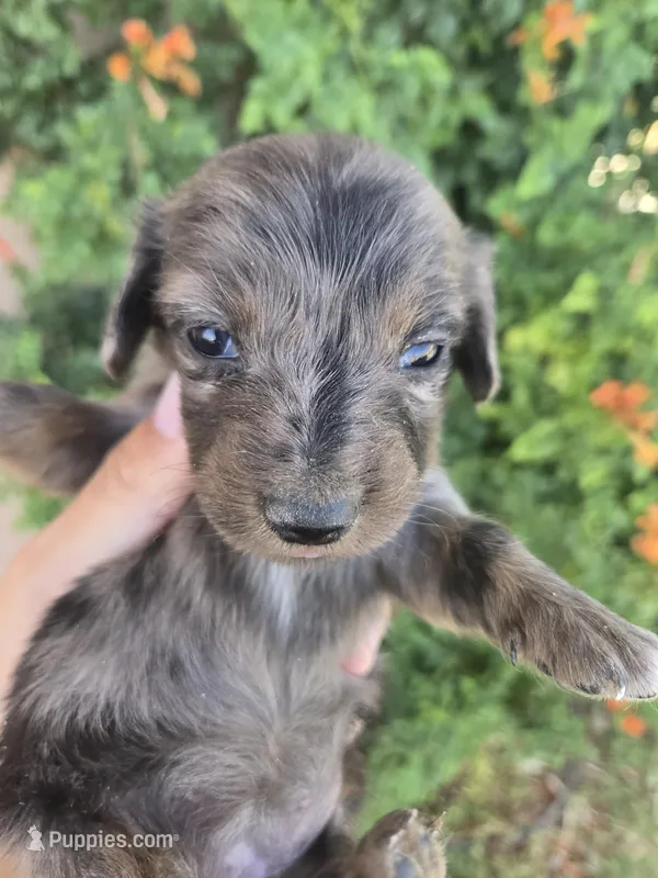 AKC Brittney's Dapple Girl – Dachshund puppy for sale in Casa Grande, AZ