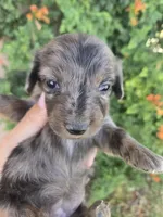 AKC Brittney's Dapple Girl, a female Dachshund for sale in Casa Grande, AZ – Photo 1 of 10